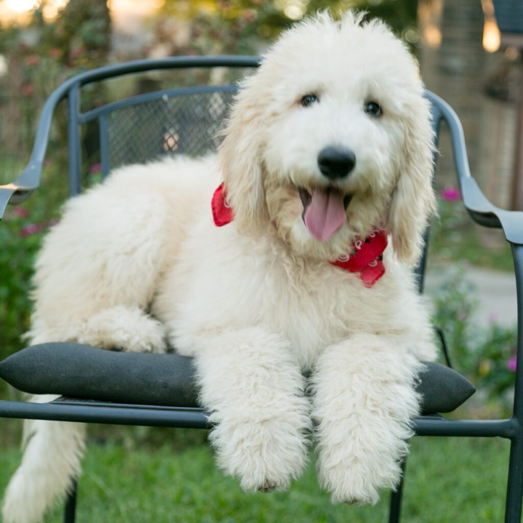 Hunter, cream goldendoodle puppy in Houston