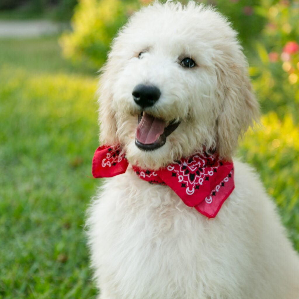 Male Goldendoodle Puppy in Houston, Texas 