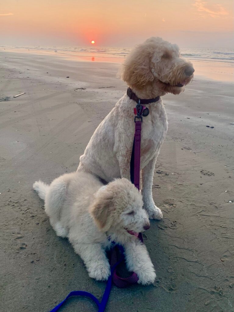 Doodles in Galveston  enjoying the sunrise,  beach air and sand!