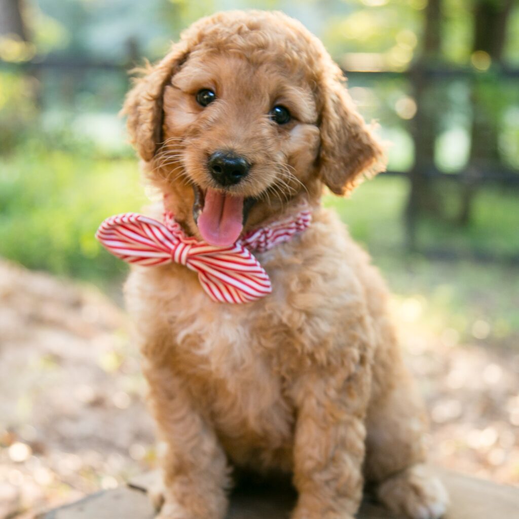 Leia - curly female goldendoodle puppy