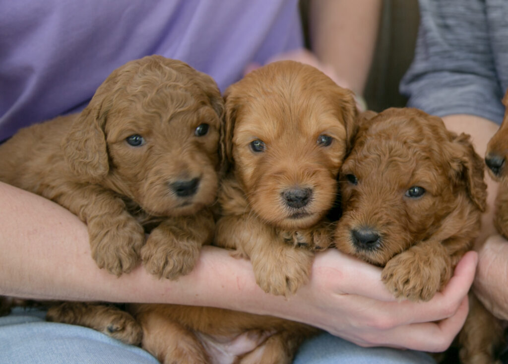 Red goldendoodle puppies - September 2024