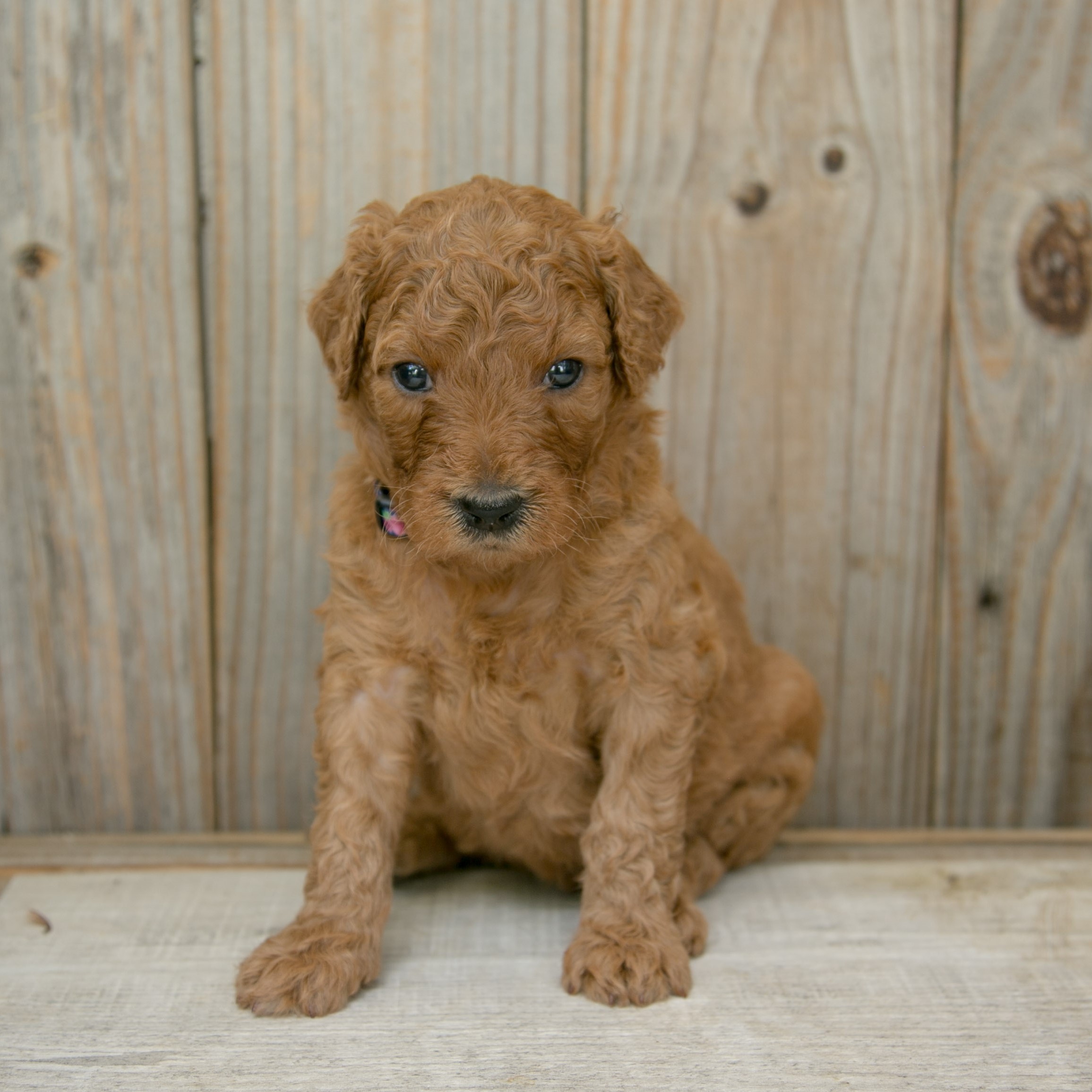 red goldendoole puppy