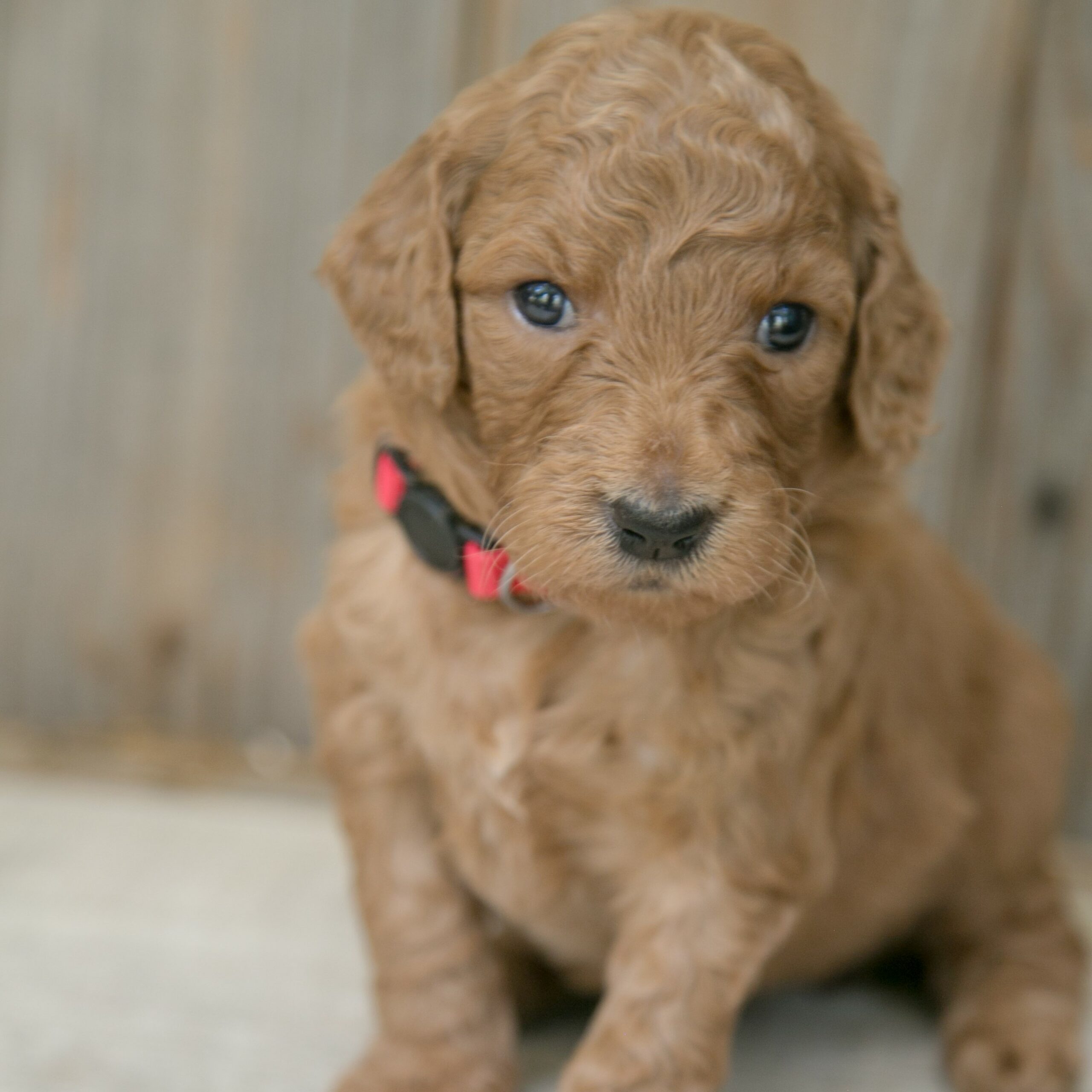 red goldendoodle puppy houston