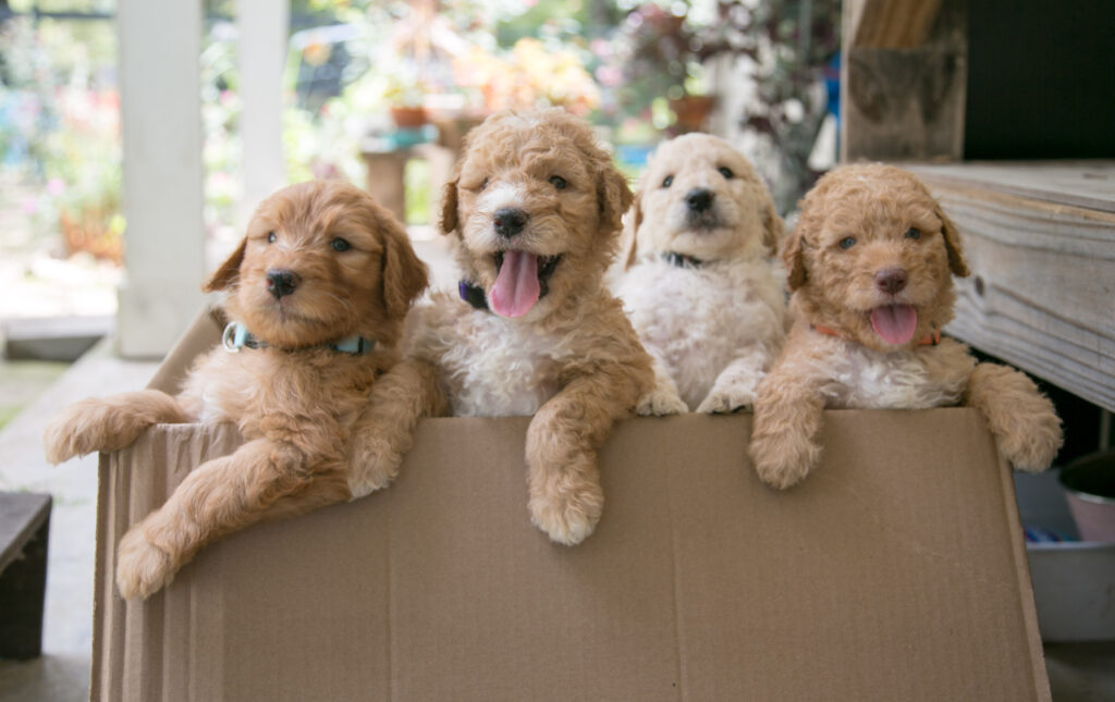 Cream and Apricot Goldendoodle puppies available in September 2024