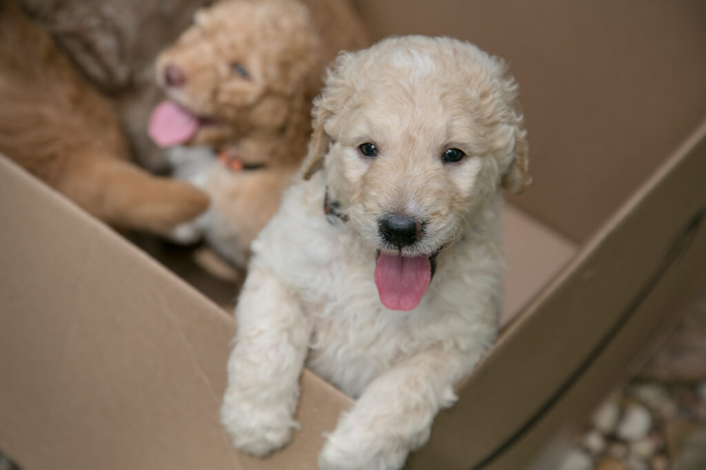 cream goldendodole puppy - male 