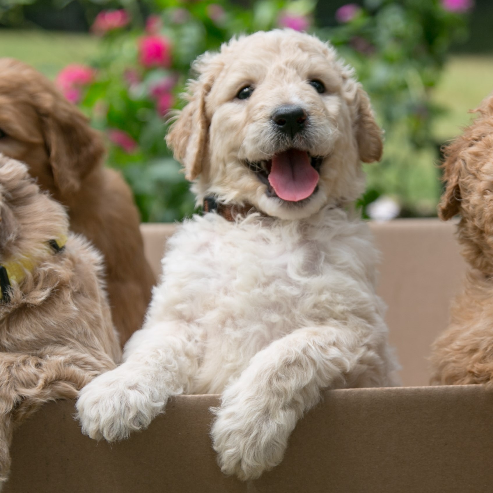 cream goldendoodle puppy near Houston