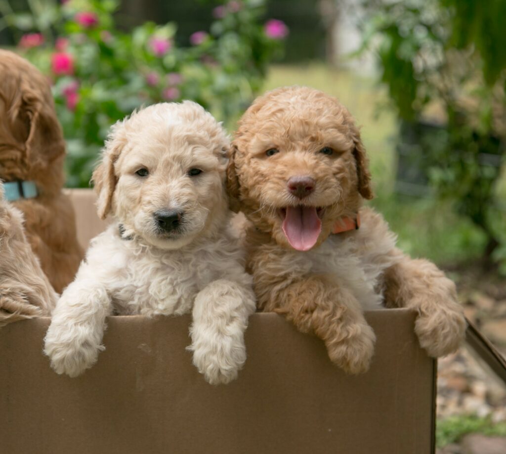 Contact us about goldendoodle puppies  - Fall 2024