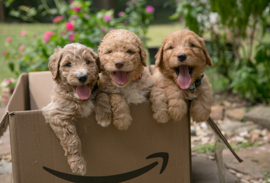 apricot goldendoodle pups