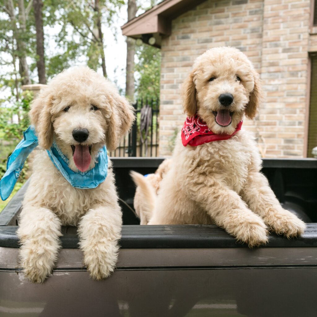 cream goldendoodle puppies for sale in Houston