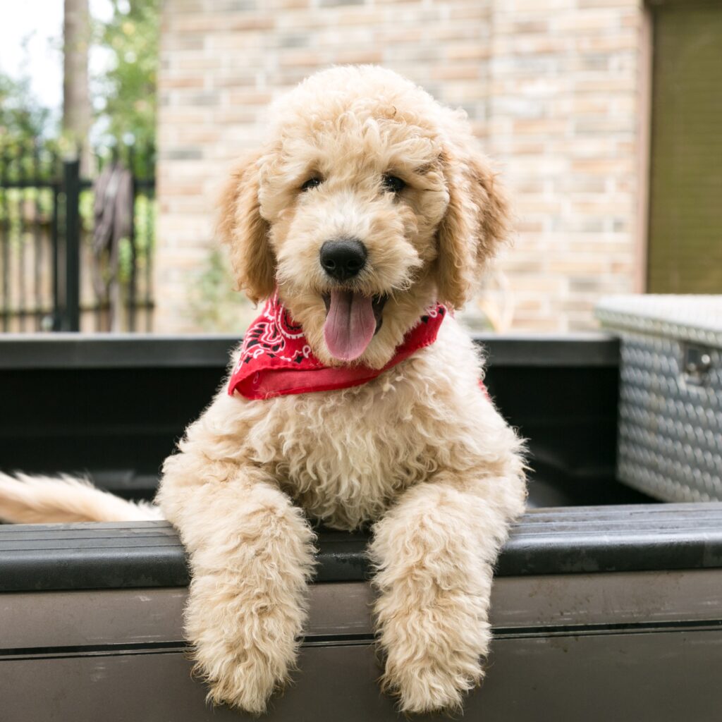 Rocky - a cream colored goldendoodle for sale 