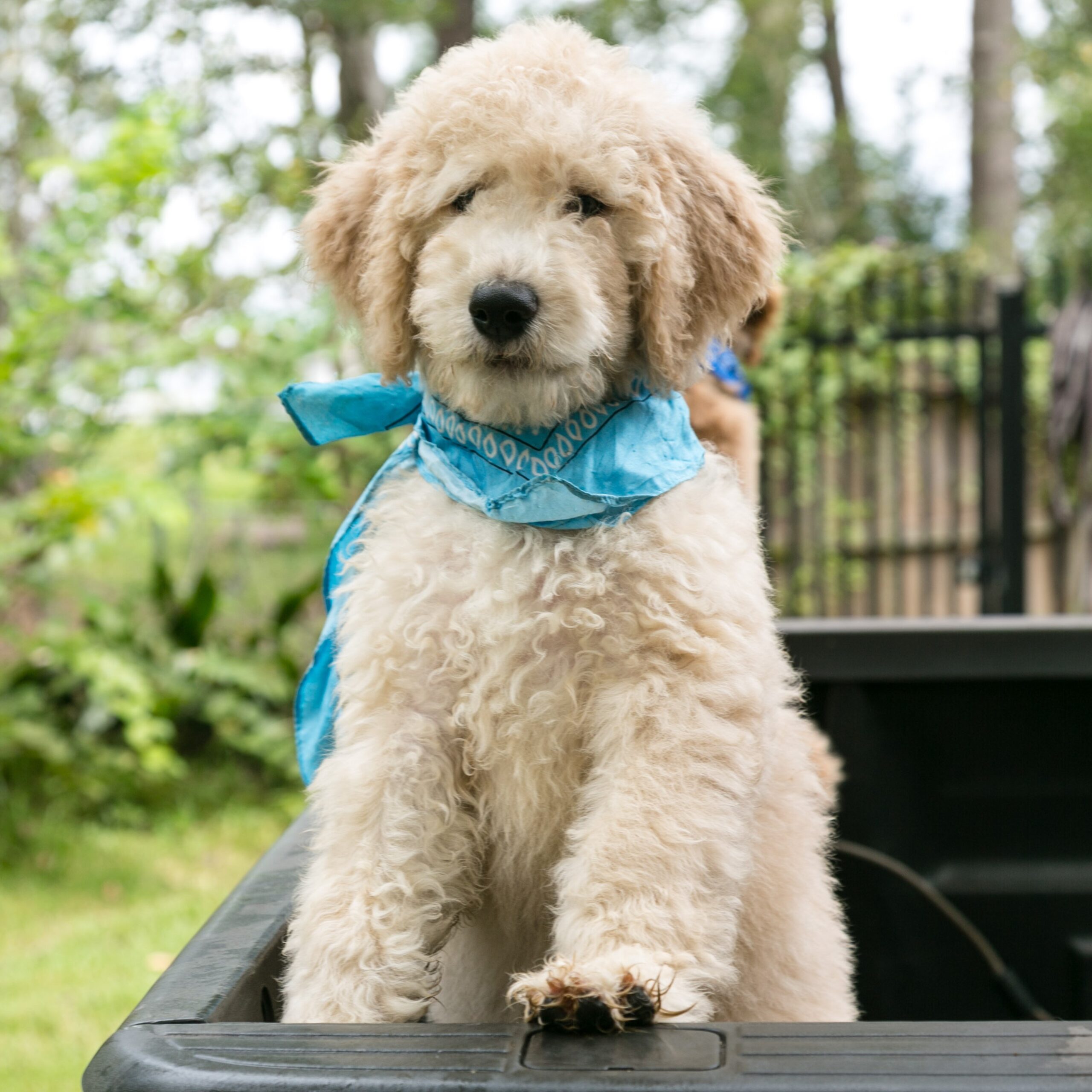 Hunter, cream goldendoodle puppy