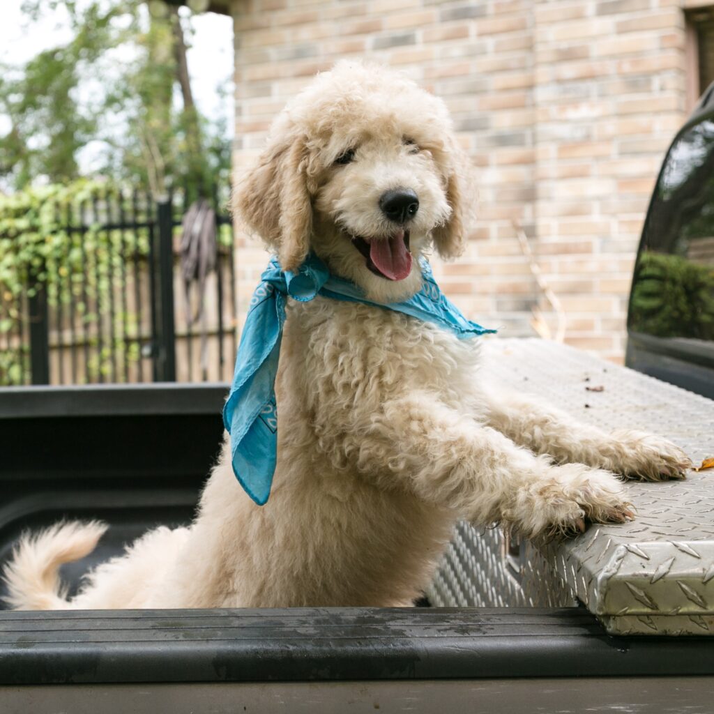 Hunter - male goldendoodle puppy for sale