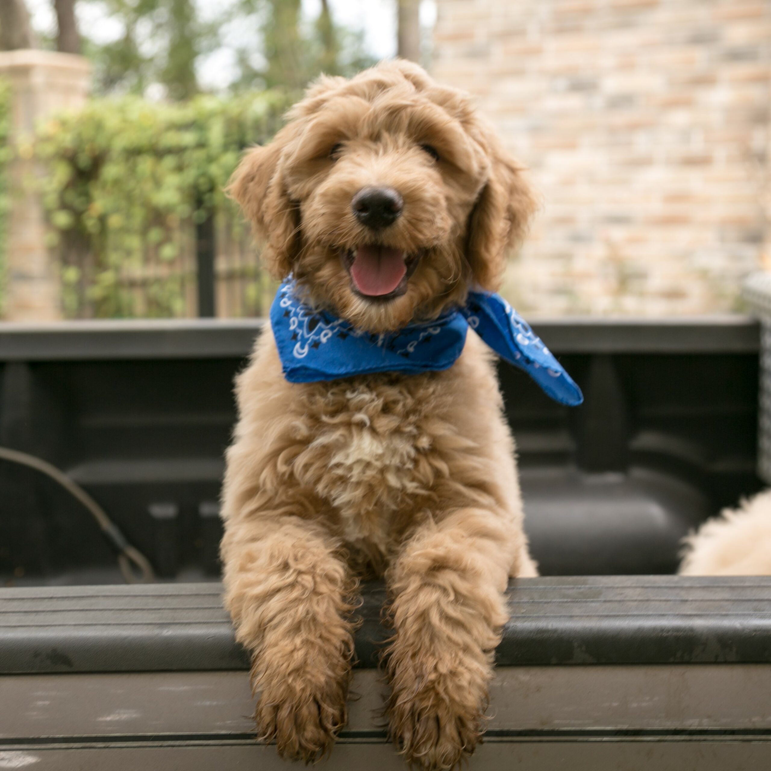 Logan - goldendoodle male ready now