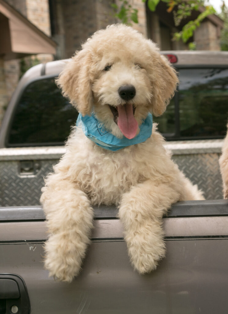 Hunter, a cream goldendoodle puppy near Houston, Tx