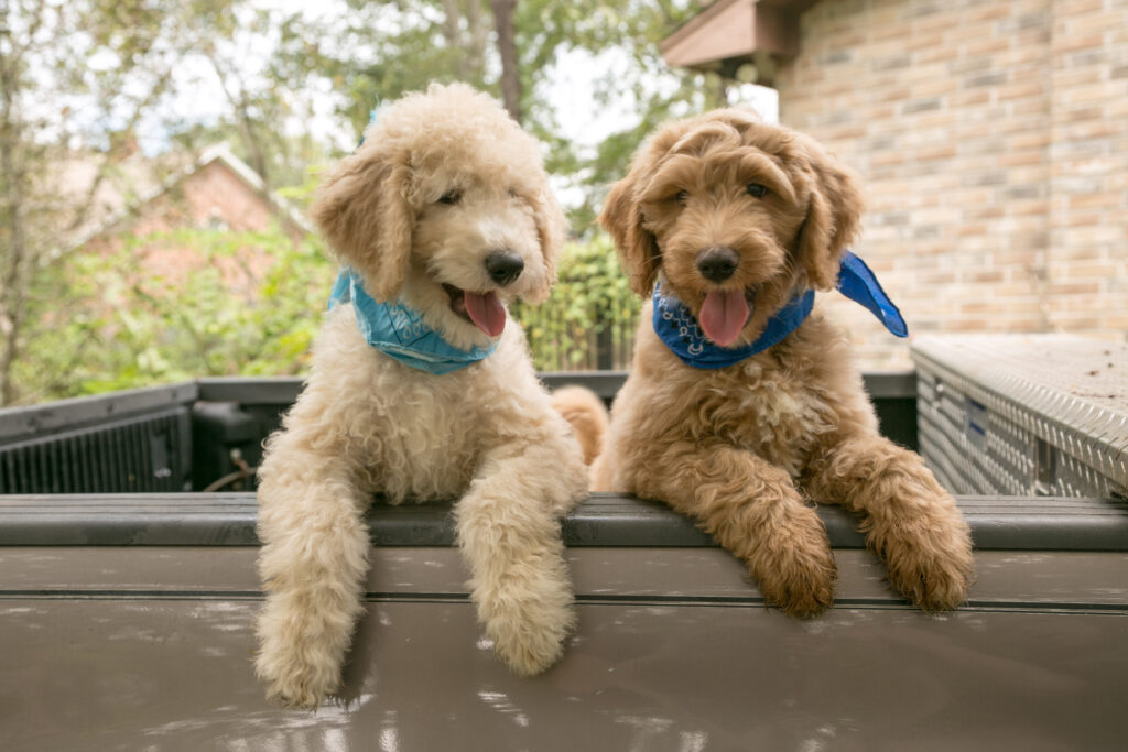 Goldendoodle male puppies in Houston