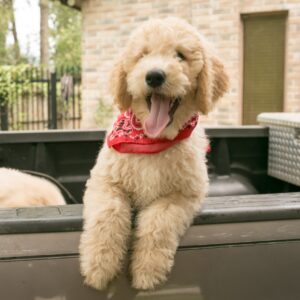 cream goldendoodle puppy for sale