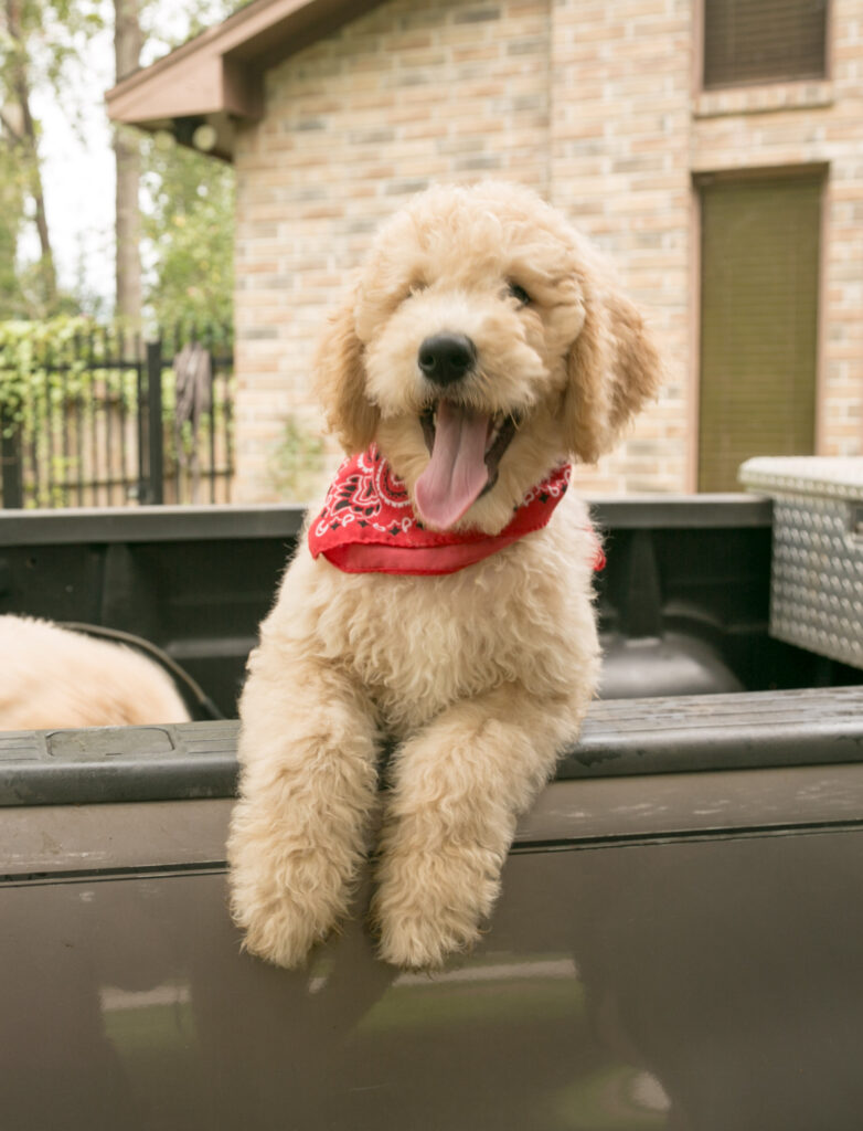 Rocky, curly, cream goldendoodle puppy for sale