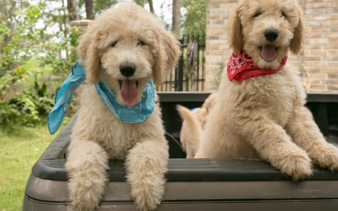 Fall Special – Goldendoodle Puppies in Houston