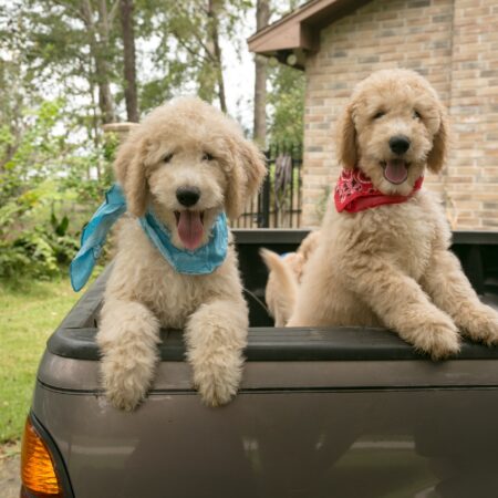 Fall Special – Goldendoodle Puppies in Houston