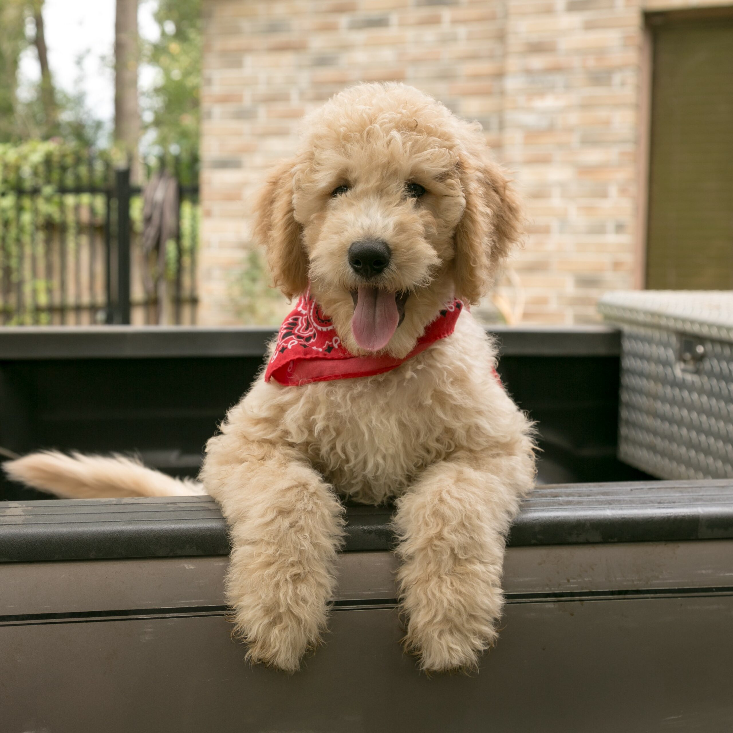 Rocky - cream goldendoodle puppy