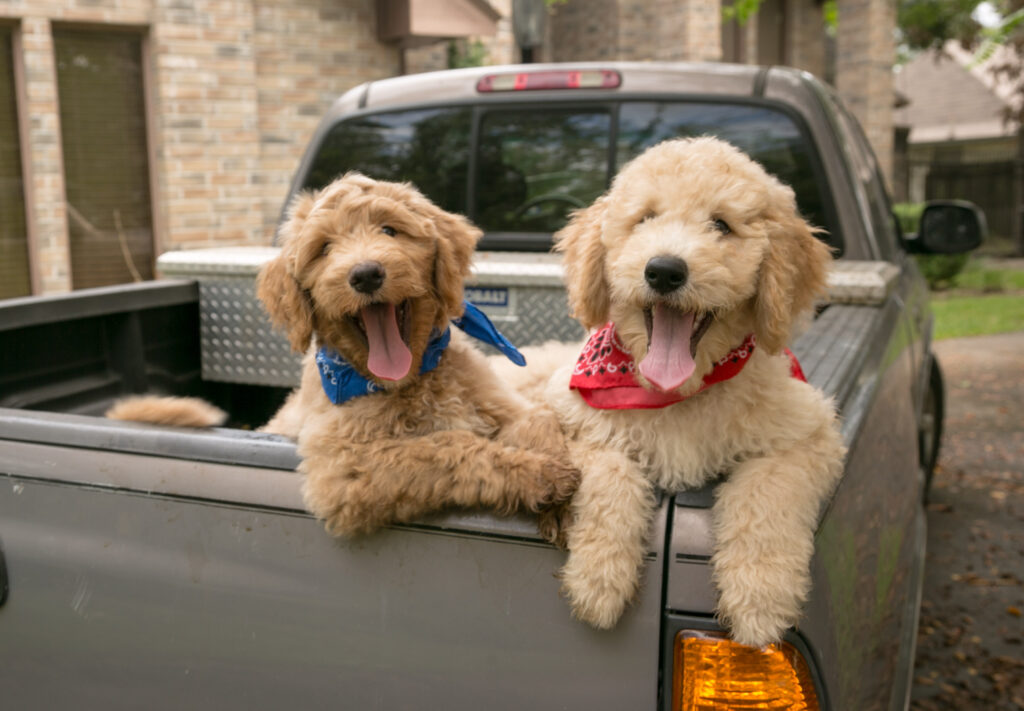 Doodle pups hamming it up