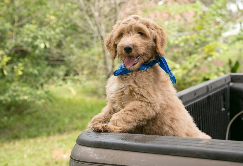 Handsome goldendoodle boy