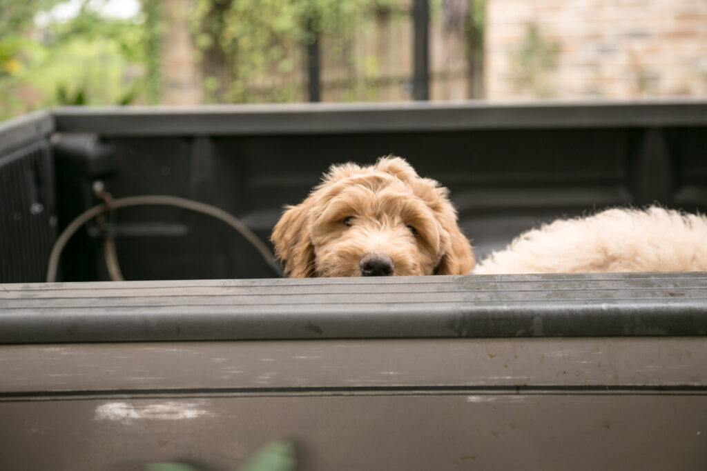 Logan - a male goldendoodle for sale in Houston