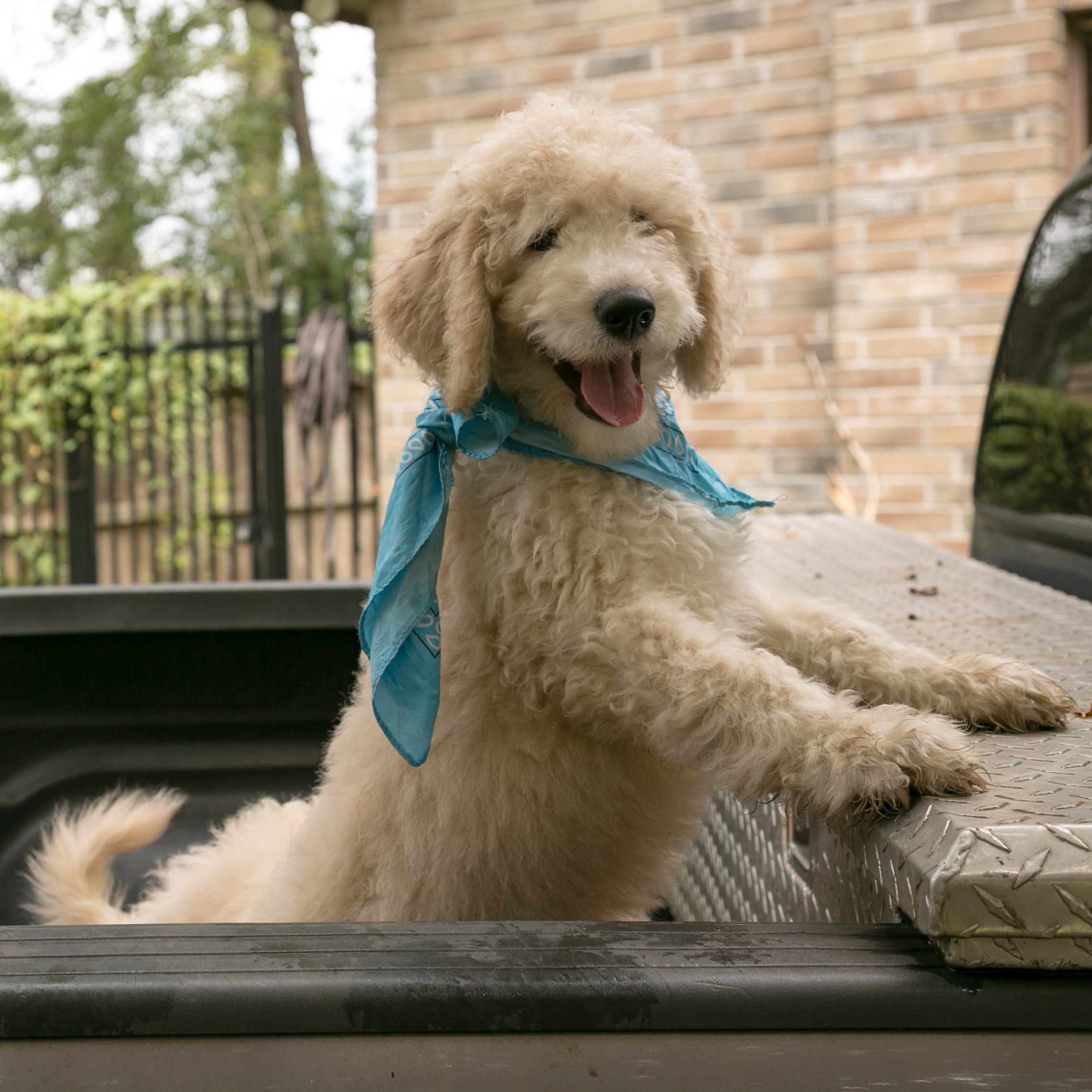 goldendoodle puppy ready for pickup