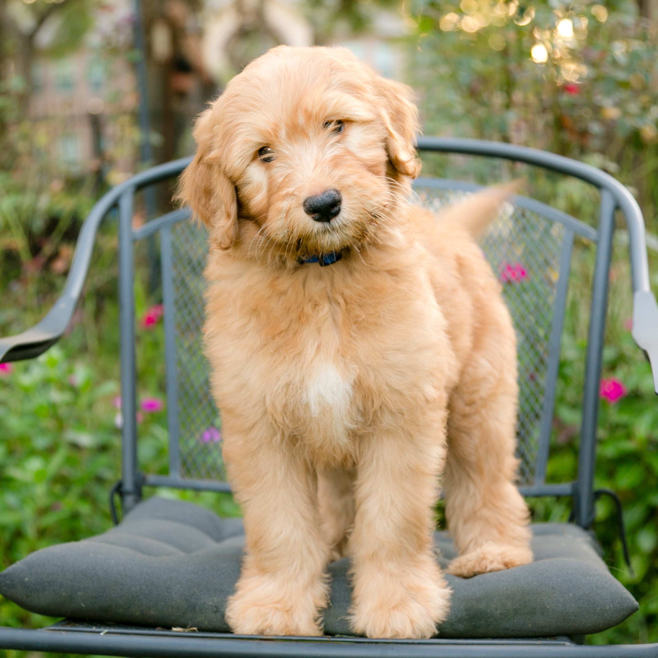 Male F1b Goldendoodle Puppy