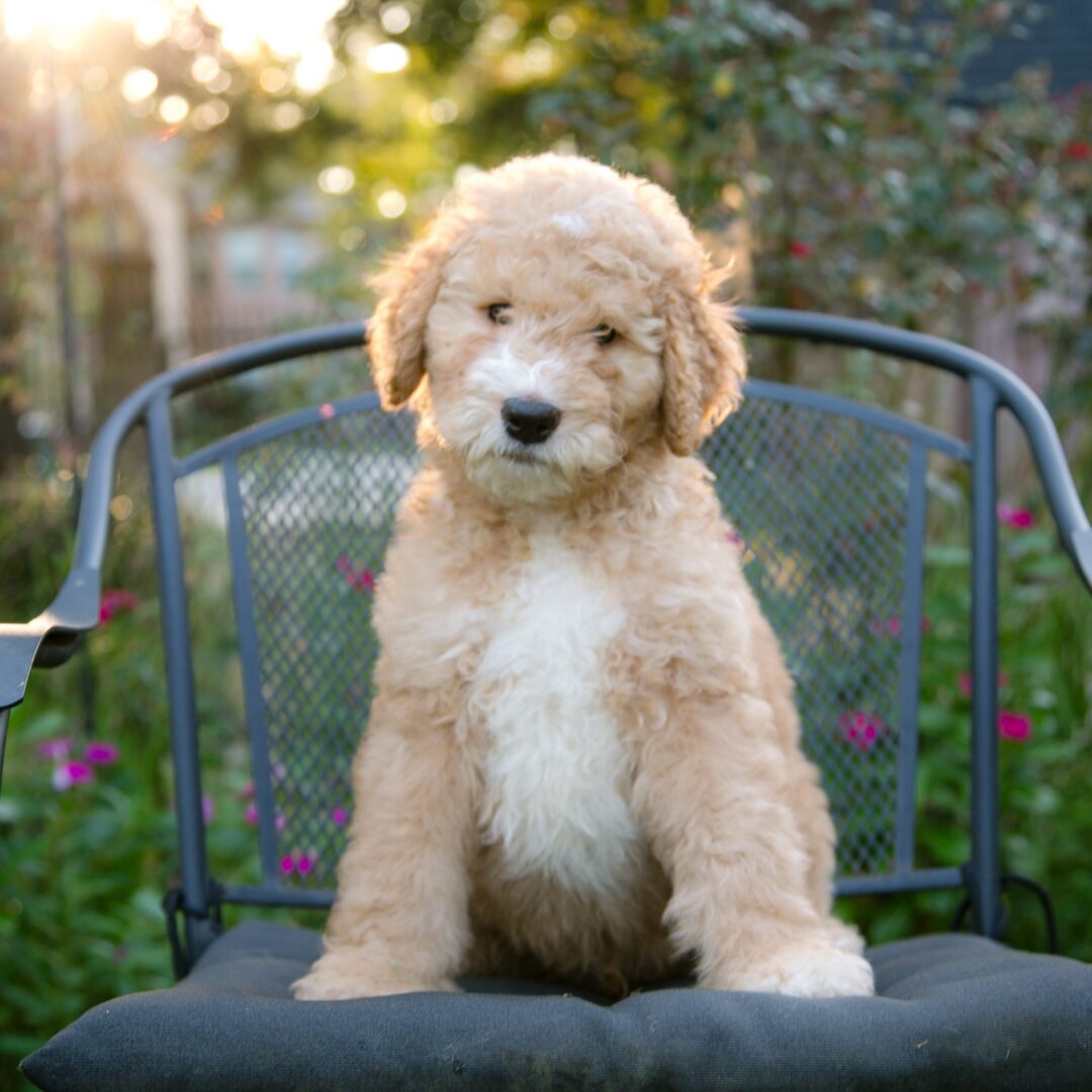 Han Solo - F1b goldendoodle puppy - near Houston