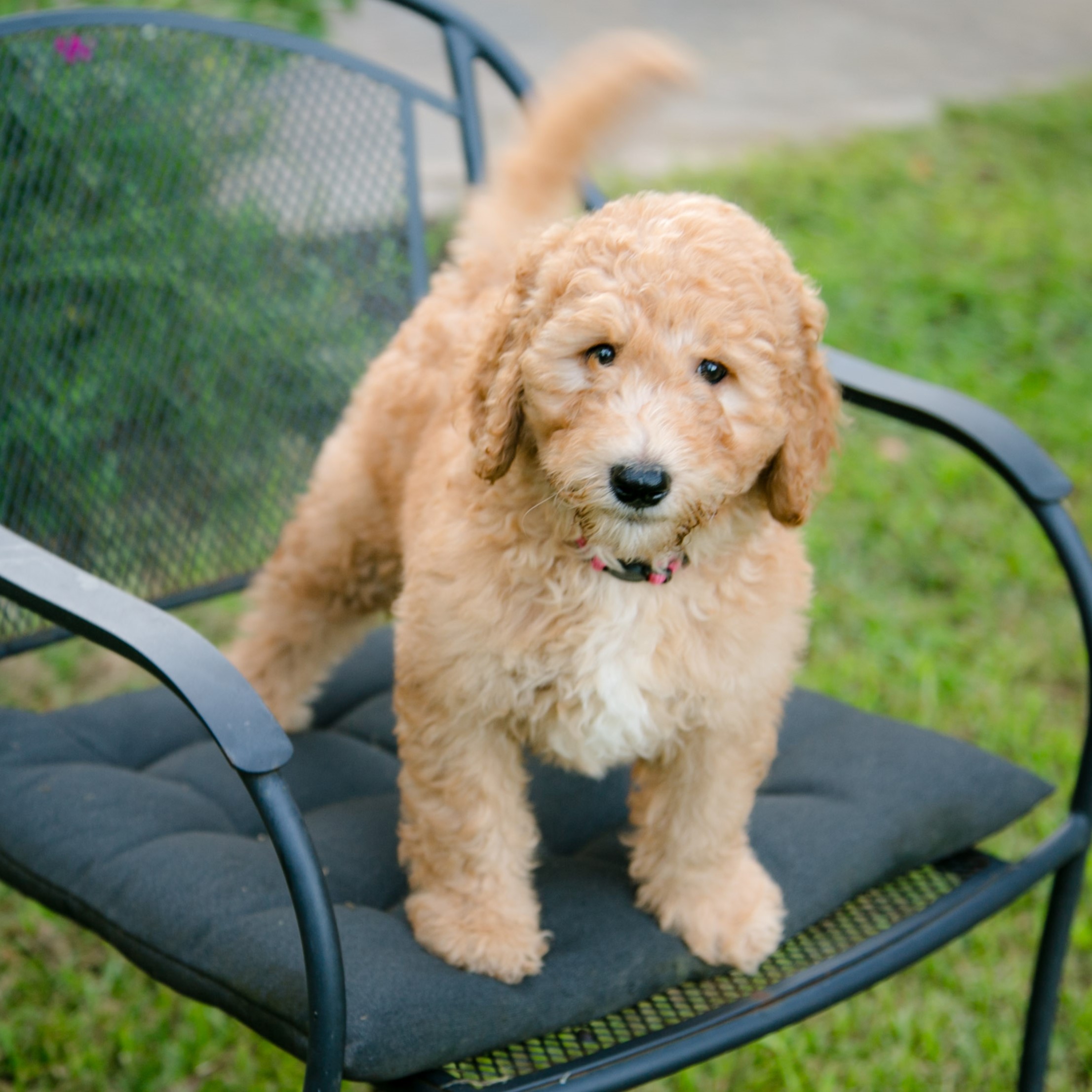 Chewy - F1b goldendoodle puppy with light eyes