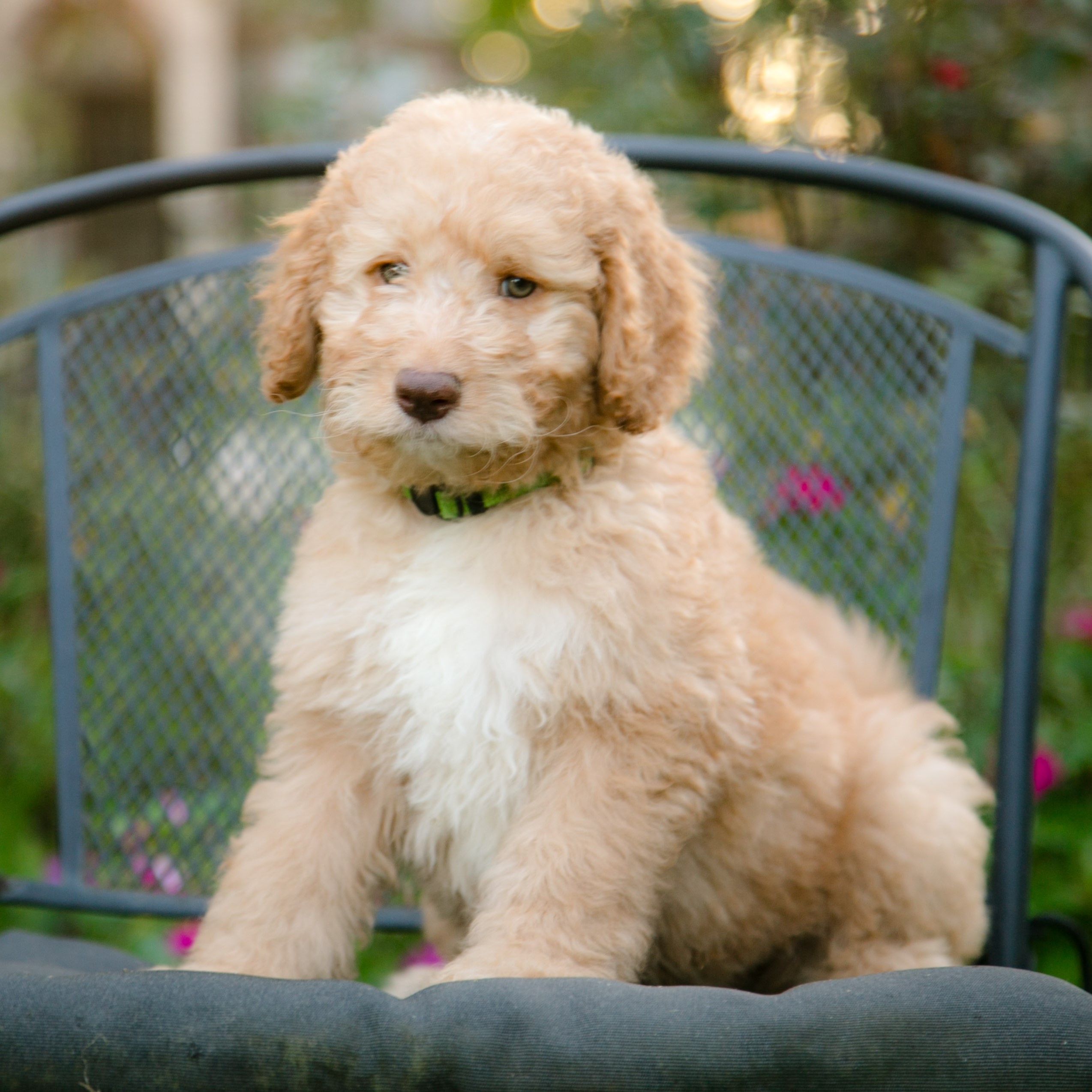 Chewy - F1b goldendoodle puppy with light eyes