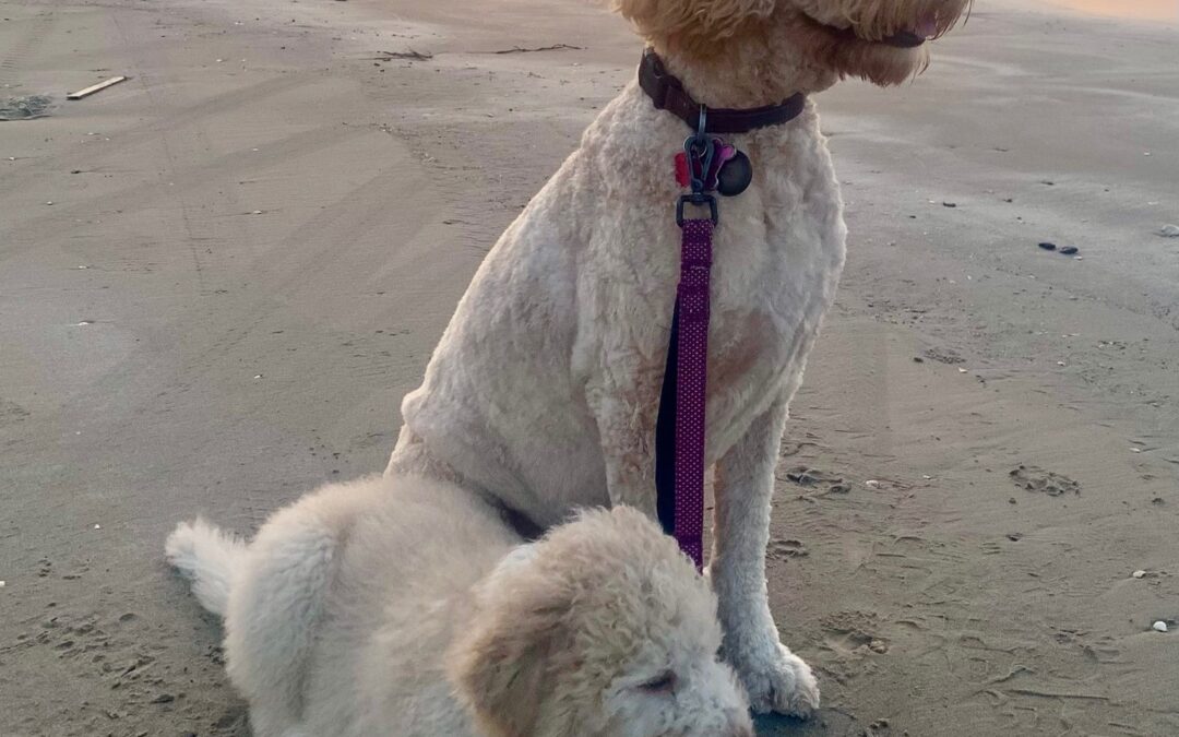 Doodles in Galveston – Beach Hair, Don’t Care!