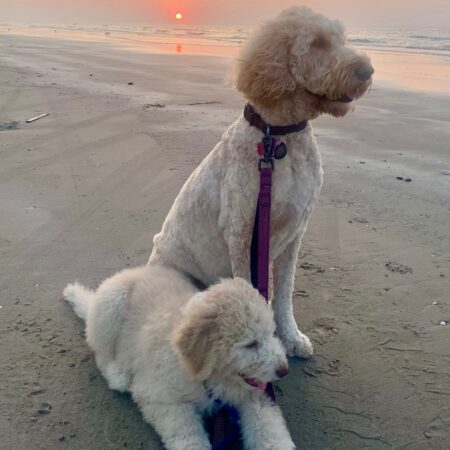 Doodles in Galveston – Beach Hair, Don’t Care!