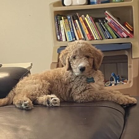 Goldendoodle Pupdates