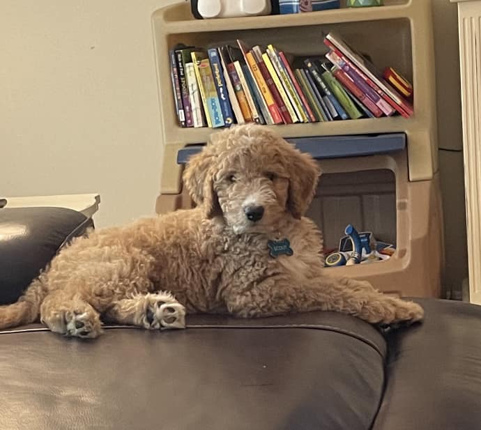 Goldendoodle Pupdates: Scout Checking In