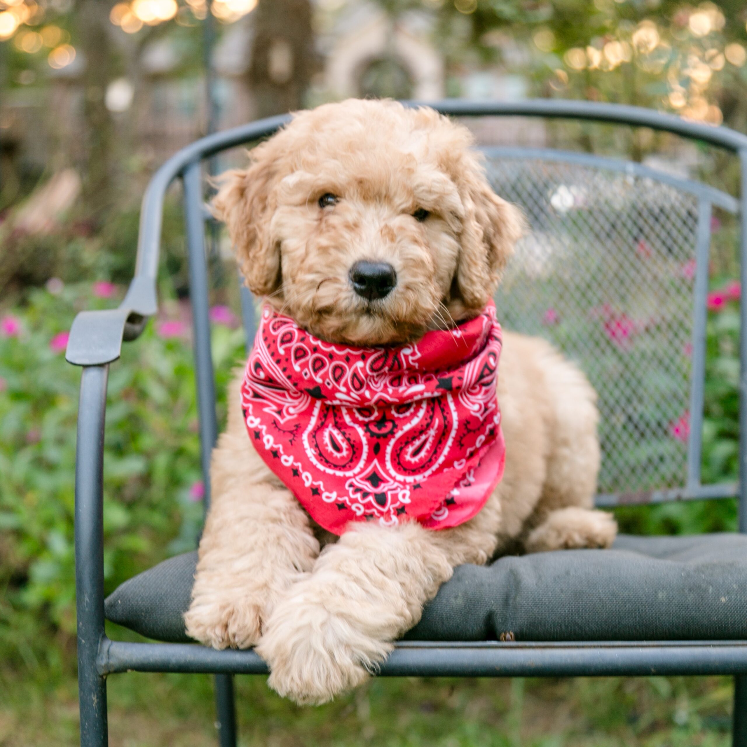 F1b goldendoodle puppy near Houston, Available now