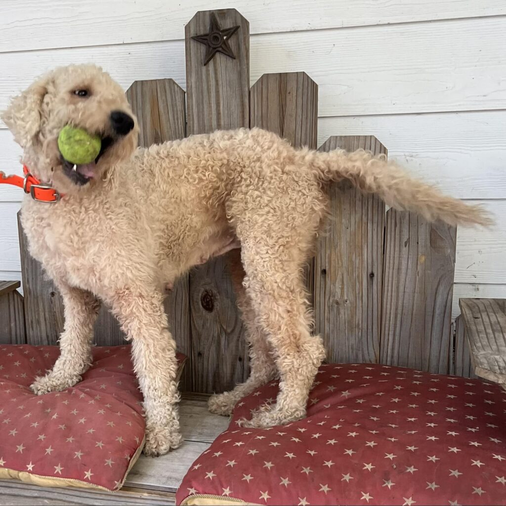 Cool autumn mornings with my goldendoodle