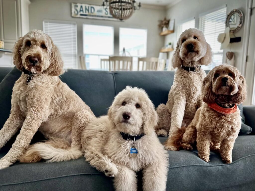 Goldendoodle Grooming Done Right!