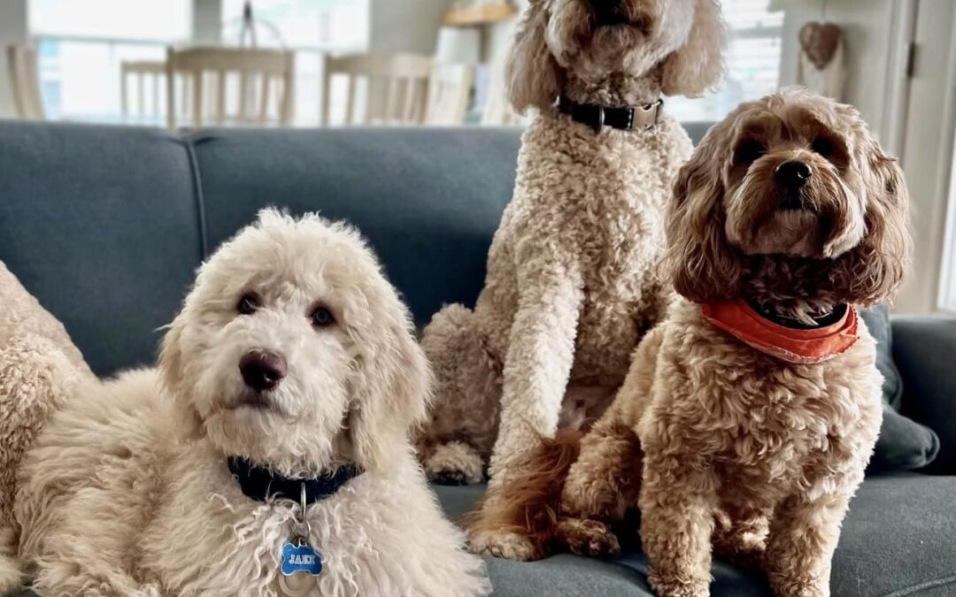 Goldendoodle Grooming Done Right!