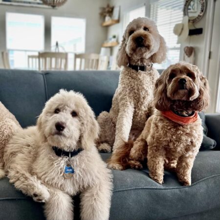 Goldendoodle Grooming Done Right!